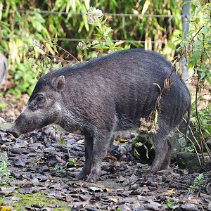 Negros Visayan warty pig (Sus cebifrons negrinus), 2023-09-19
