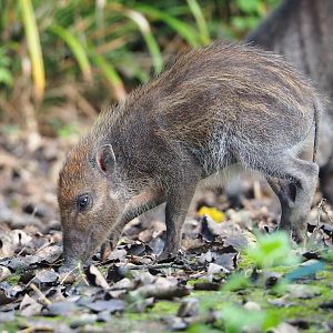 Negros Visayan warty pig (Sus cebifrons negrinus) piglet, 2023-09-19