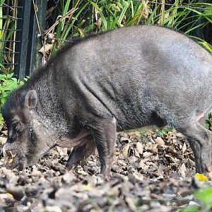 Negros Visayan warty pig (Sus cebifrons negrinus), 2023-09-19