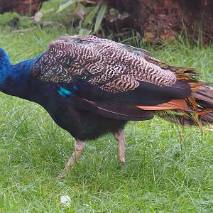Blue peafowl (Pavo cristatus), 2023-09-19