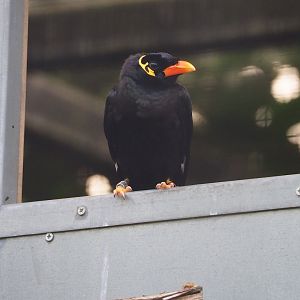 Greater hill myna (Gracula religiosa intermedia), 2023-09-19