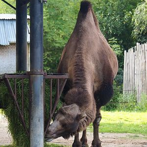 Domestic Bactrian camel (Camelus bactrianus), 2023-09-19
