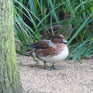 Eurasian wigeon drake (Mareca penelope), 2023-09-19