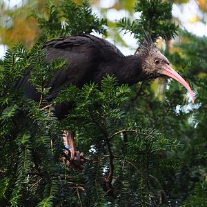 Juvenile Waldrapp (Geronticus eremita), 2023-09-19