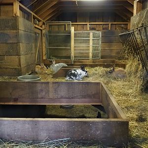 Indoor housing for domestic rabbits, 2023-09-19