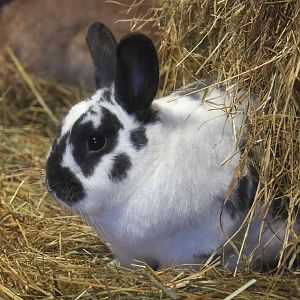 Domestic rabbit (Oryctolagus cuniculus domesticus), 2023-09-19