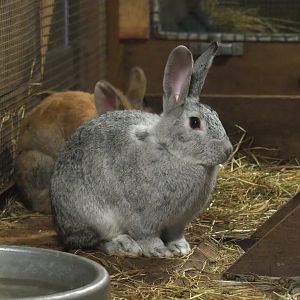Domestic rabbit (Oryctolagus cuniculus domesticus), 2023-09-19
