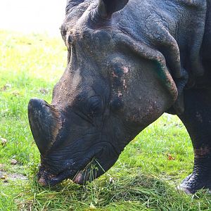 Indian rhinoceros (Rhinoceros unicornis), 2023-09-19