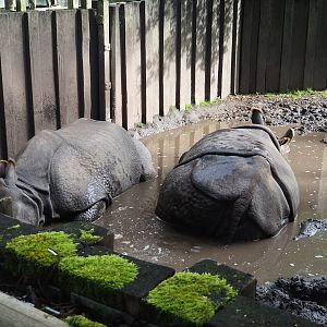 Female Indian rhinoceroses (Rhinoceros unicornis) in mud wallow, 2023-09-19