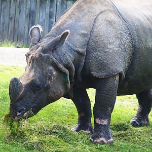 Indian rhinoceros (Rhinoceros unicornis), 2023-09-19