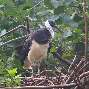 Straw-necked ibis (Threskiornis spinicollis), 2023-09-19