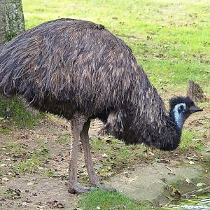Emu (Dromaius novaehollandiae), 2023-09-19