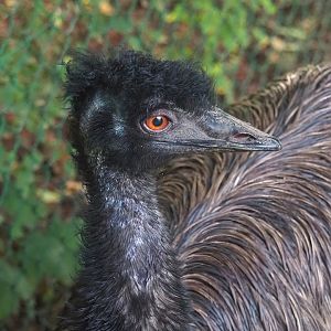 Emu (Dromaius novaehollandiae), 2023-09-19