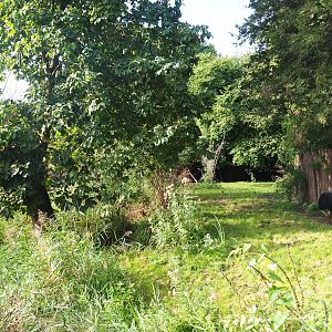 First Double-wattled cassowary exhibit, 2023-09-19