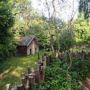 Second Double-wattled cassowary exhibit, 2023-09-19