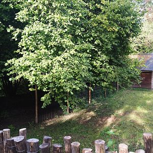 Second and third Double-wattled cassowary exhibits, 2023-09-19