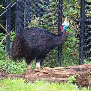 Double-wattled cassowary (Casuarius casuarius), 2023-09-19