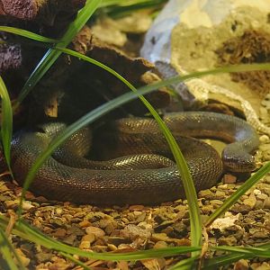 Children's python (Antaresia childreni), 2023-09-19
