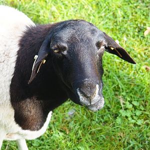 Somali black-headed sheep (Ovis aries), 2023-09-19