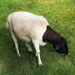 Somali black-headed sheep (Ovis aries), 2023-09-19