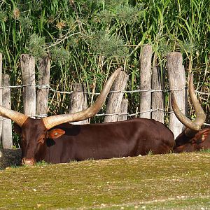 Ankole-Watusi cattle (Bos taurus indicus), 2023-09-19