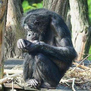 Bonobo (Pan paniscus), 2023-09-19
