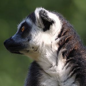 Ring-tailed lemur (Lemur catta), 2023-09-19