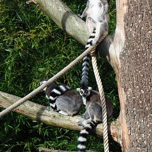 Ring-tailed lemurs (Lemur catta), 2023-09-19