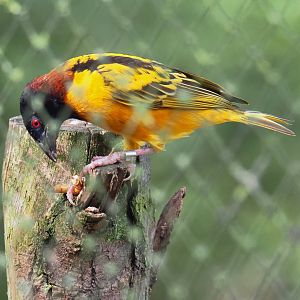 Village weaver (Ploceus cucullatus), 2023-09-19
