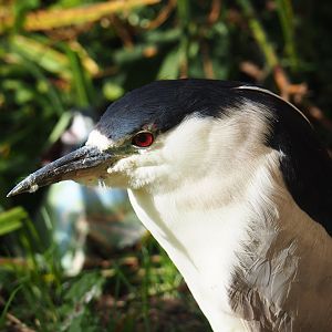 Black-crowned night heron (Nycticorax nycticorax nycticorax), 2023-09-19