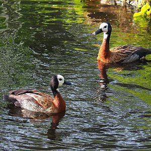 White-faced whistling ducks (Dendrocygna viduata), 2023-09-19