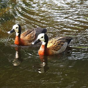 White-faced whistling ducks (Dendrocygna viduata), 2023-09-19