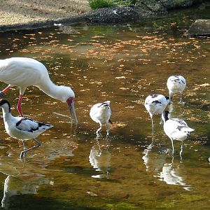 African spoonbills (Platalea alba) and Pied avocets (Recurvirostra avosetta), 2023-09-19