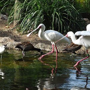 African spoonbill (Platalea alba), White-faced whistling ducks (Dendrocygna viduata) and Pied avocets (Recurvirostra avosetta), 2023-09-19