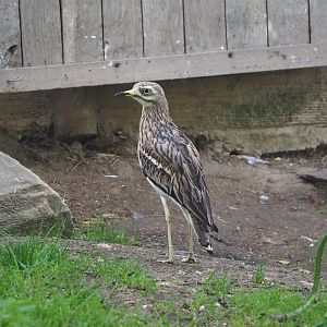 European thick-knee (Burhinus oedicnemus oedicnemus), 2023-09-19