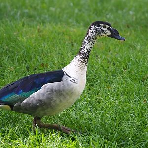 African comb duck (Sarkidiornis melanotos), 2023-09-19