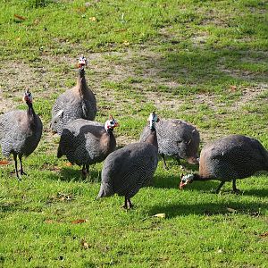 Helmeted guineafowl (Numida meleagris), 2023-09-19