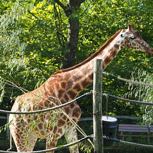 Kordofan giraffe (Giraffa camelopardalis antiquorum), 2023-09-19