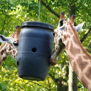 Kordofan giraffes (Giraffa camelopardalis antiquorum) feeding from barrel, 2023-09-19