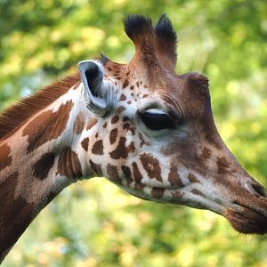 Kordofan giraffe (Giraffa camelopardalis antiquorum), 2023-09-19