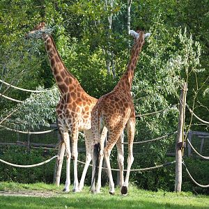 Kordofan giraffes (Giraffa camelopardalis antiquorum), 2023-09-19