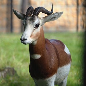 Mhorr gazelle (Nanger dama mhorr), 2023-09-19