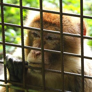 Barbary macaque (Macaca sylvanus), 2023-09-19