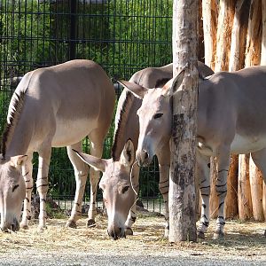 Somali wild asses (Equus africanus somaliensis), 2023-09-19