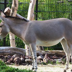Somali wild ass (Equus africanus somaliensis), 2023-09-19