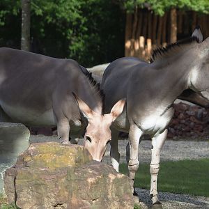 Somali wild asses (Equus africanus somaliensis), 2023-09-19