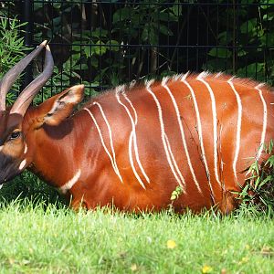 Mountain bongo (Tragelaphus eurycerus isaaci), 2023-09-19