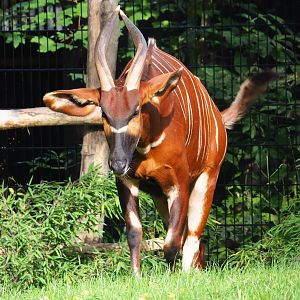 Mountain bongo (Tragelaphus eurycerus isaaci), 2023-09-19