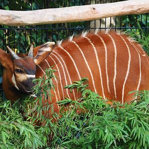 Juvenile Mountain bongo (Tragelaphus eurycerus isaaci), 2023-09-19
