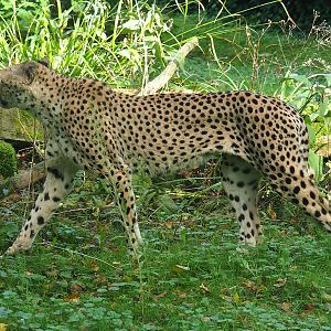 Sudan cheetah (Acinonyx jubatus soemmeringii), 2023-09-19
